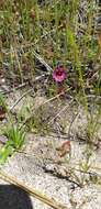 Image of Palomar monkeyflower