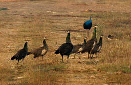 Image of Asiatic peafowl