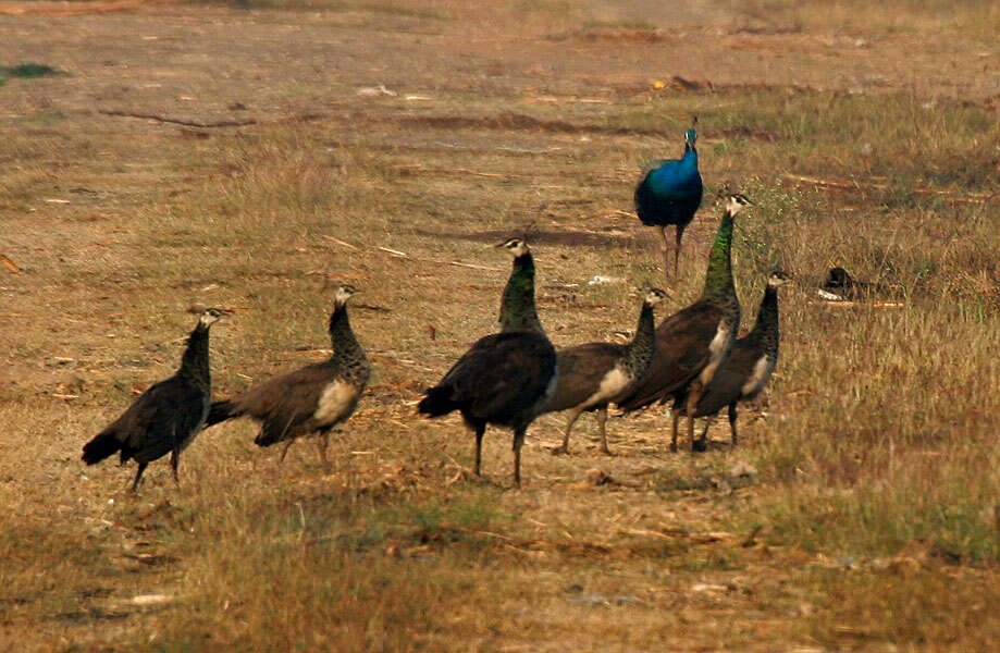 Image of Asiatic peafowl