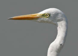 Image of Egretta Forster & T 1817