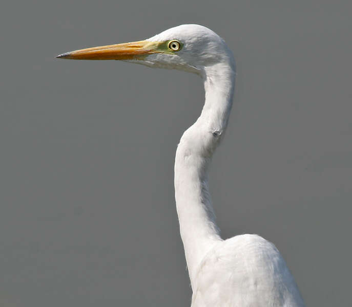 Image of Egretta Forster & T 1817