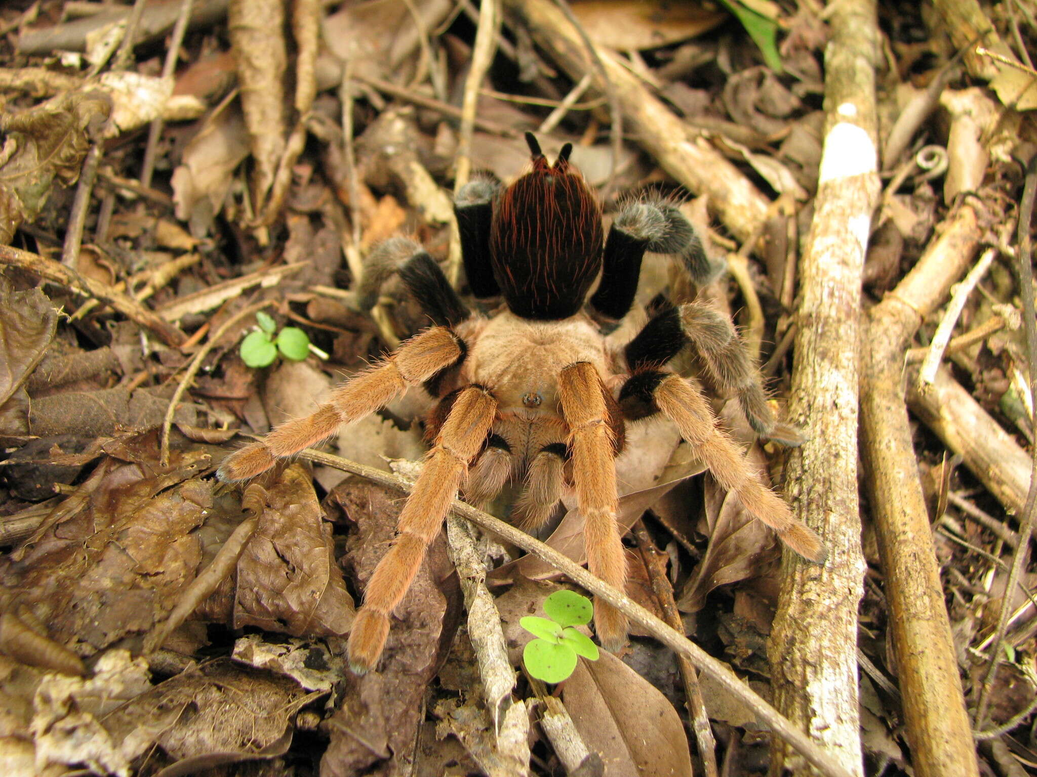 Image of Belize Cinnamon Tarantula