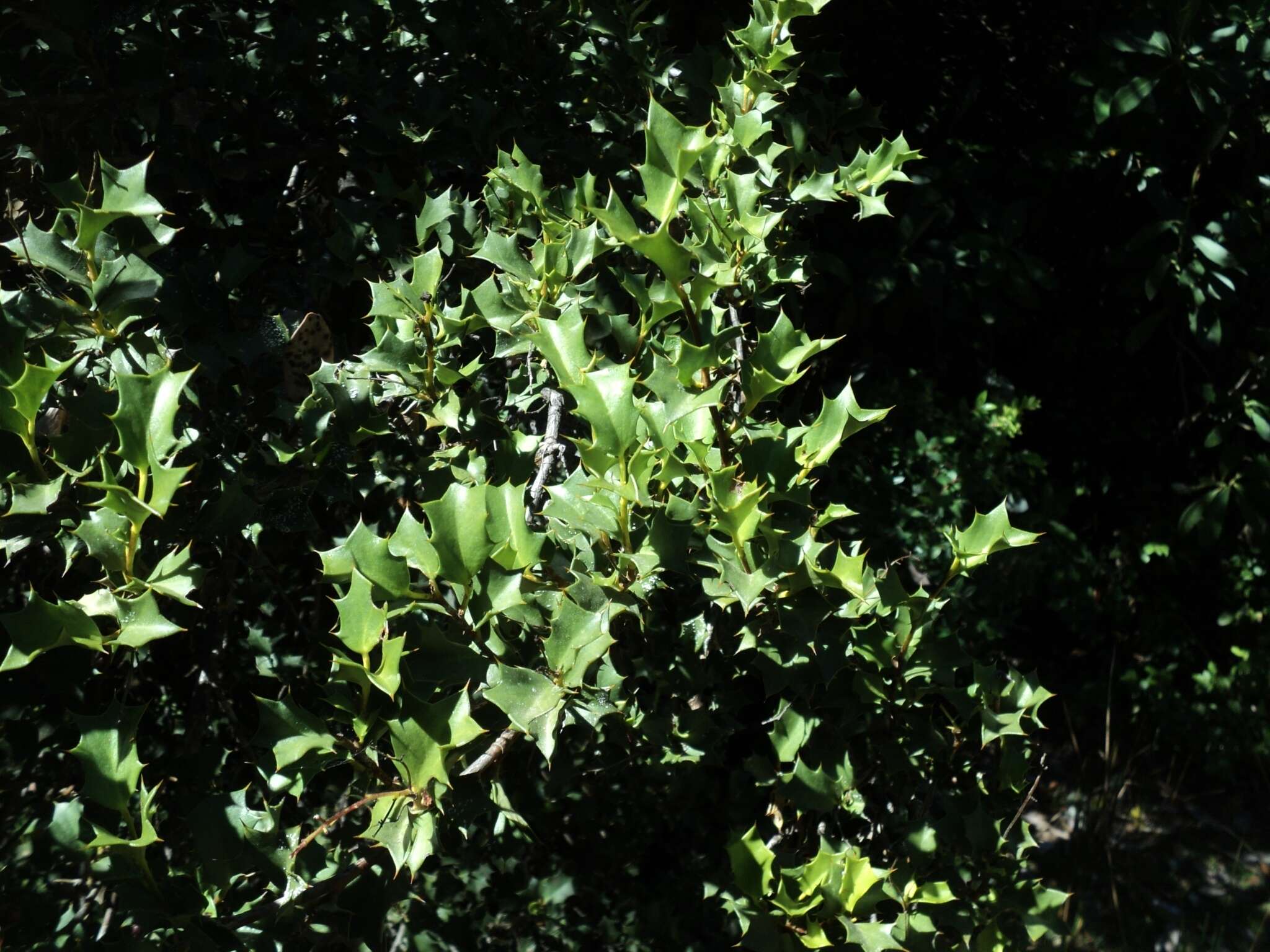 Griselinia jodinifolia (Griseb.) Taub.的圖片