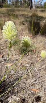 صورة <i>Ptilotus macrocephalus</i>