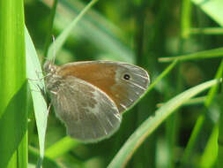 Image of Common Ringlet