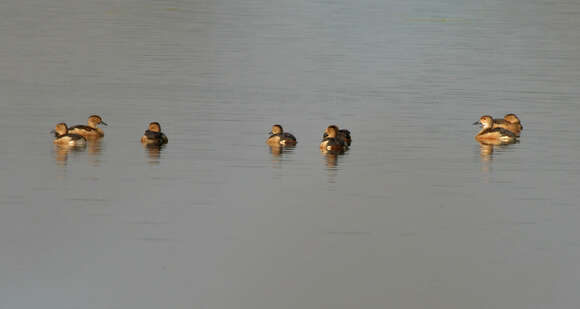 Image of Lesser Whistling Duck