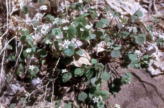 Image of Indian lettuce