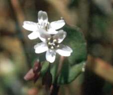 Image of Indian lettuce