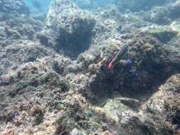 Image of Wounded wrasse