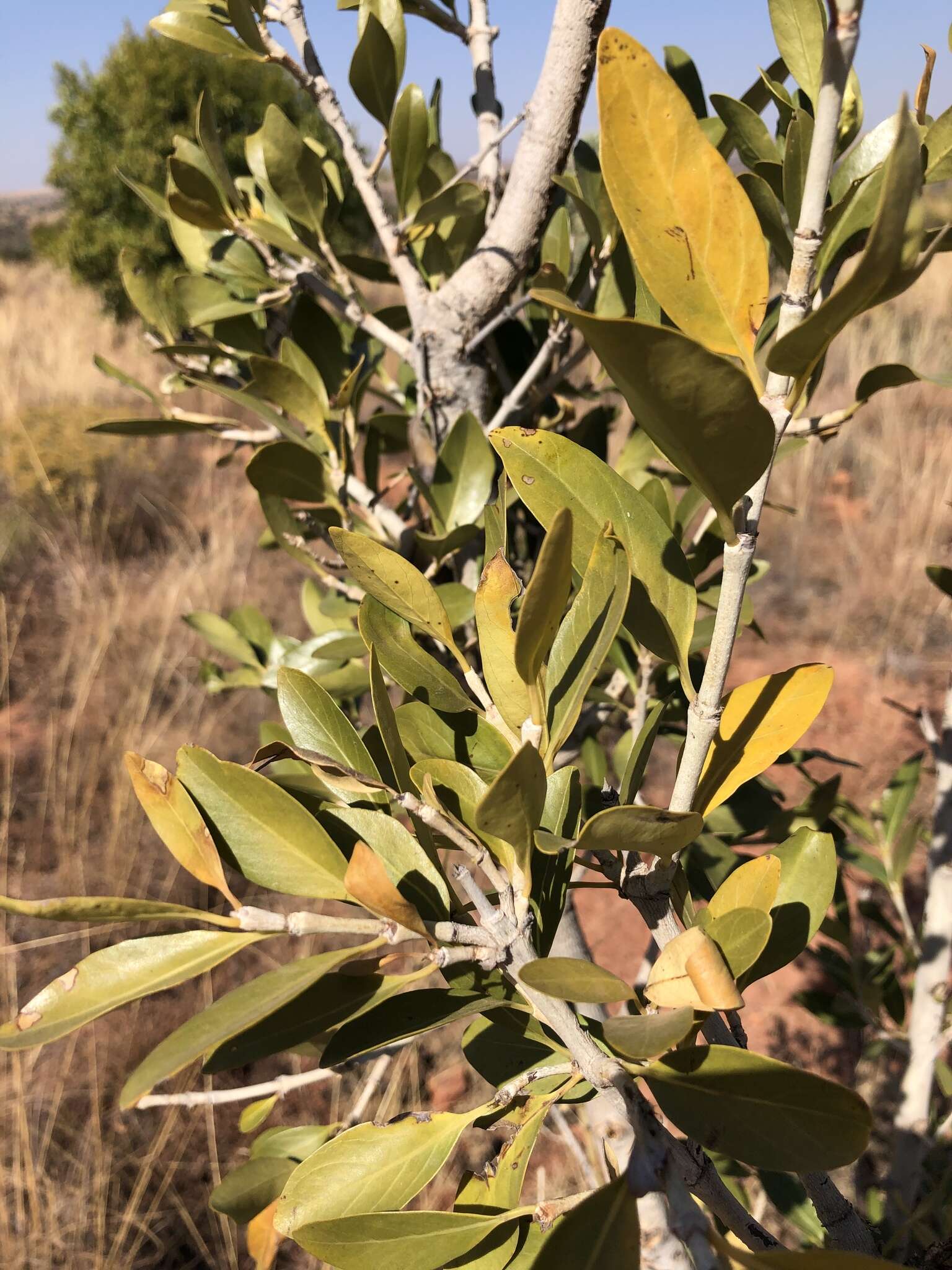 Image of Canthium suberosum Codd