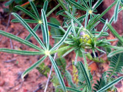 Image of narrowleaf lupine