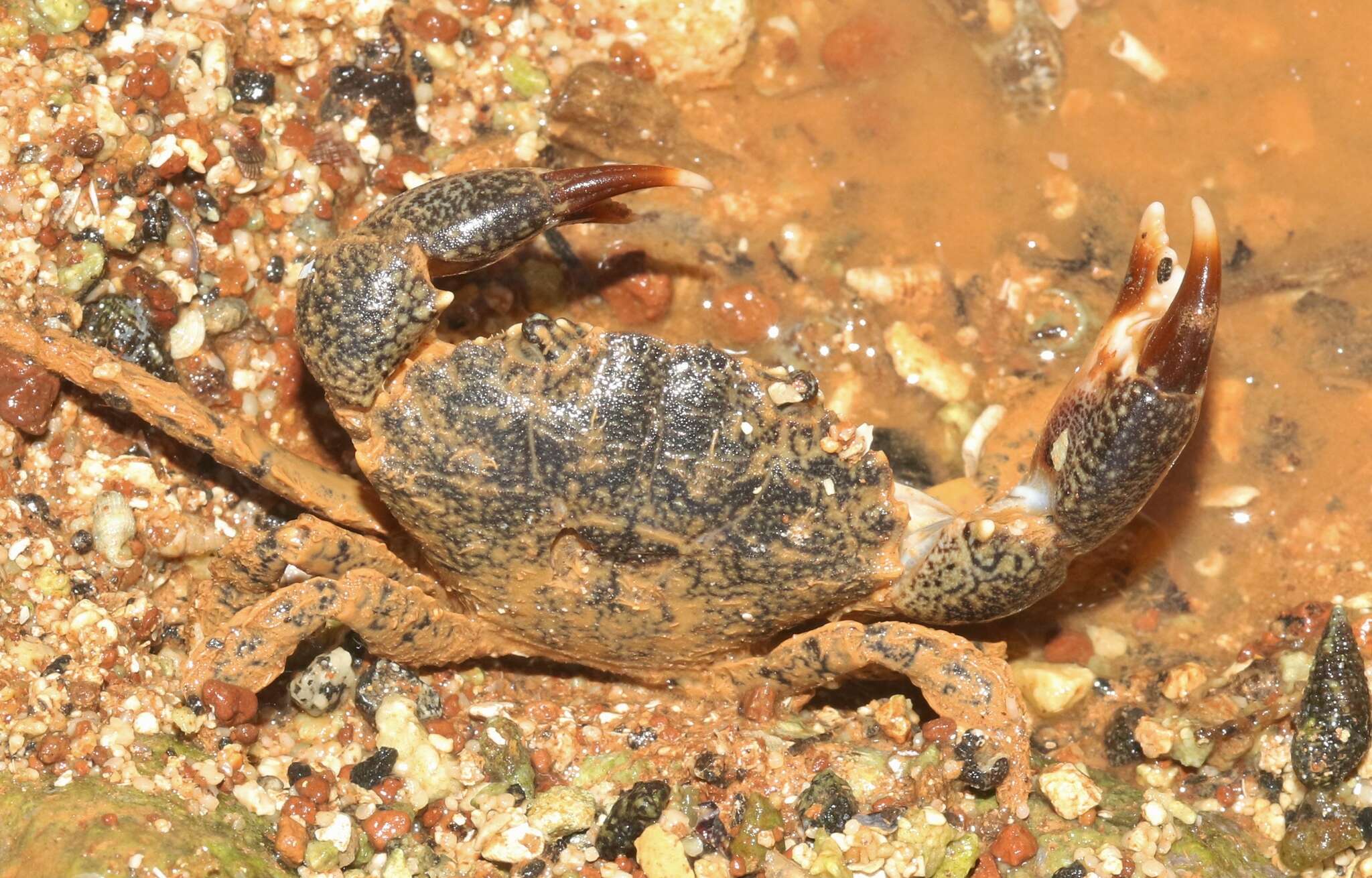Image of Atlantic mud crab