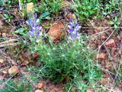 Image of narrowleaf lupine