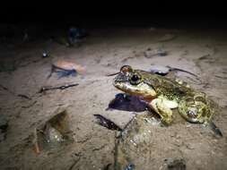Image of Khorat big-mouthed frog