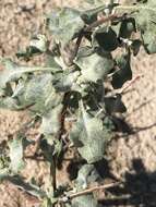 Image of Colorado Desert buckwheat