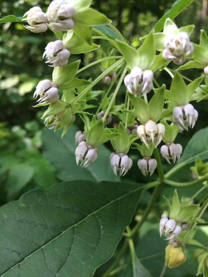 Image of poke milkweed