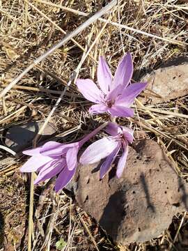 Image of Colchicum feinbruniae K. Perss.