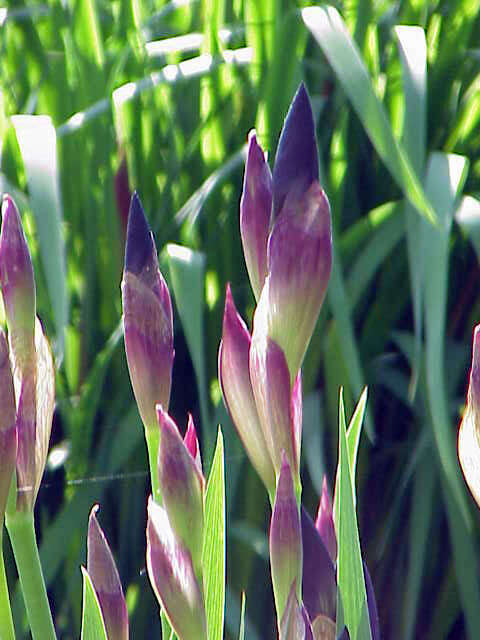 Image of German Iris