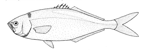Image of Blue knifefish