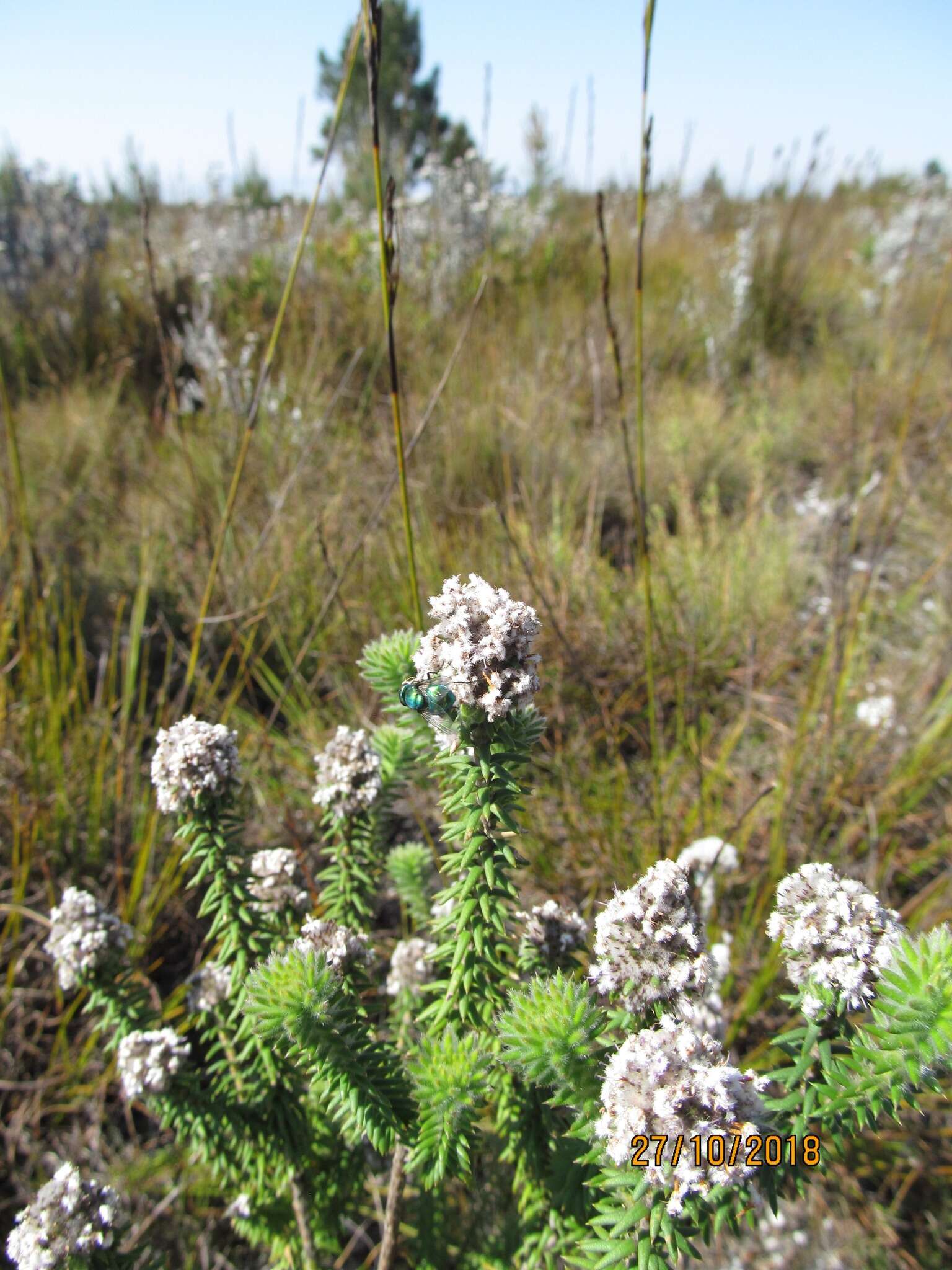 صورة Kogelbergia verticillata (Eckl. & Zeyh.) J. P Rourke