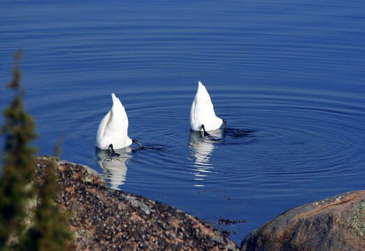 Image of Mute Swan