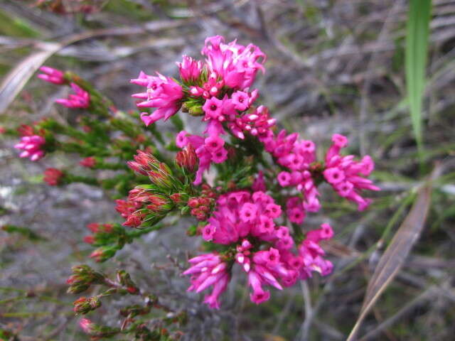 صورة Erica steinbergiana var. steinbergiana