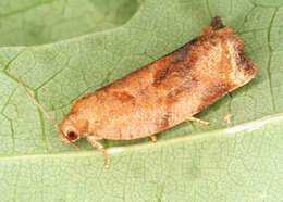 Image of Rose Tortrix