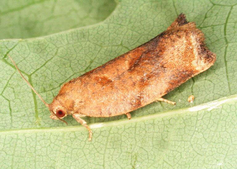 Image of Rose Tortrix