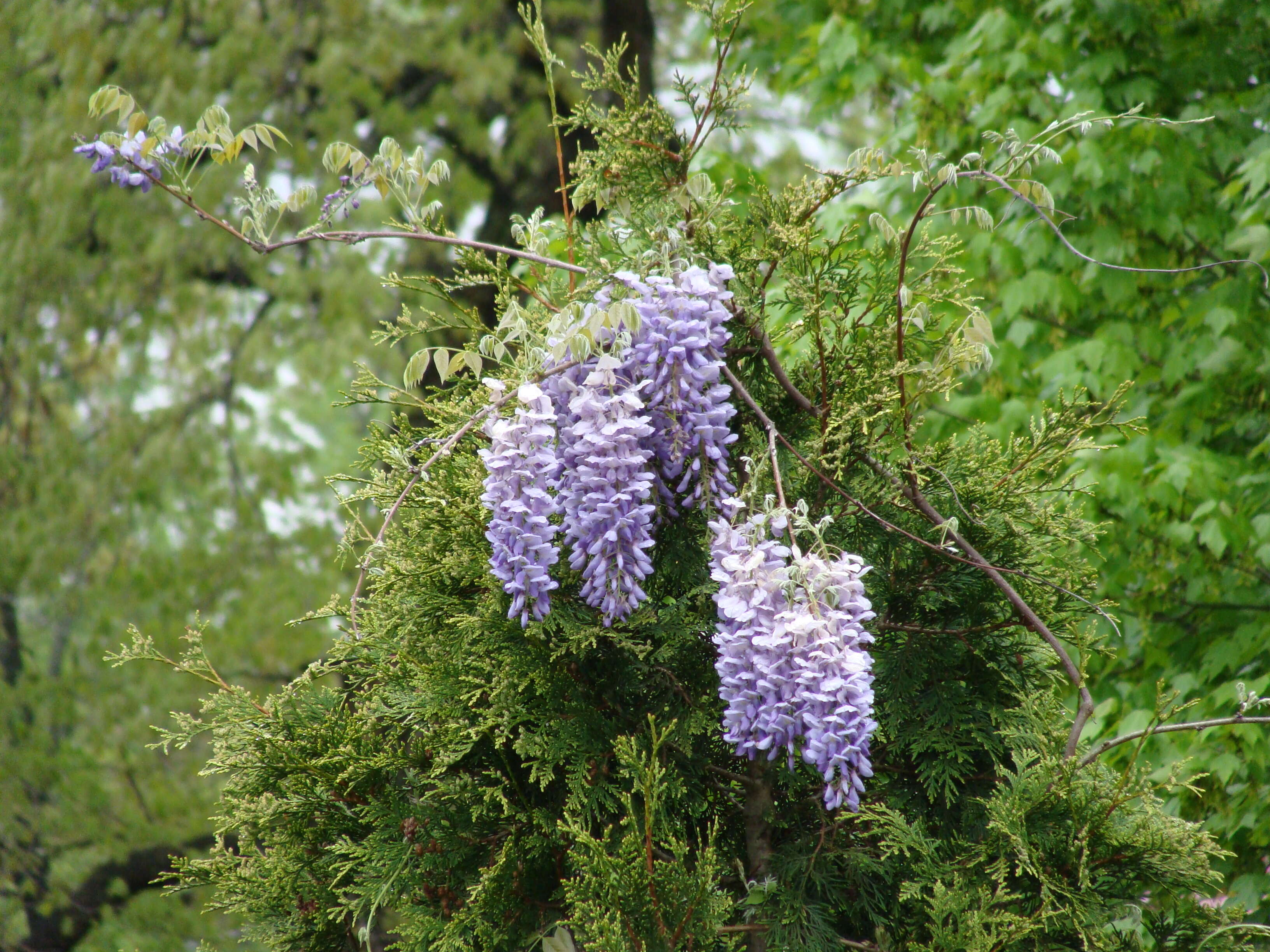 Image of American wisteria