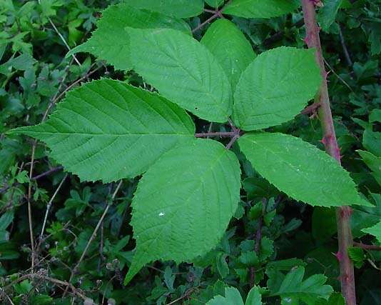 Image of Rubus amplificatus Lees