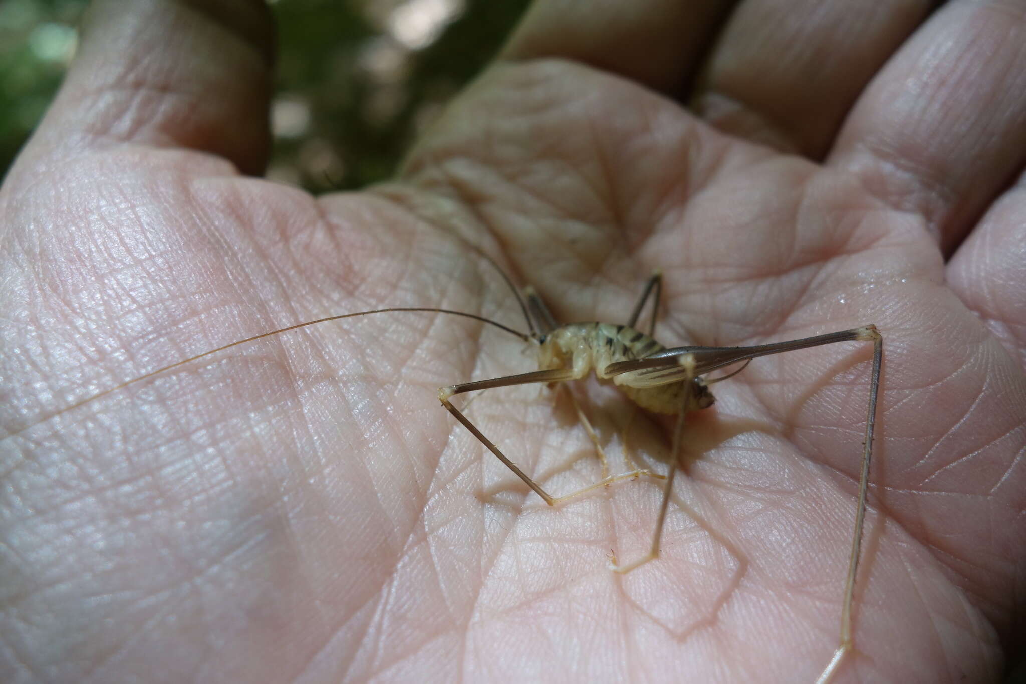 Image of Dolichopoda (Dolichopoda) linderii (Dufour 1861)