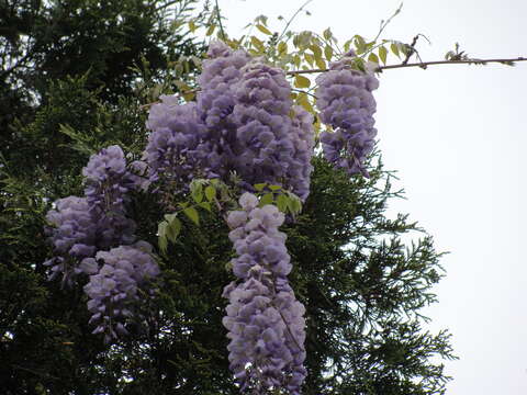 Image of American wisteria