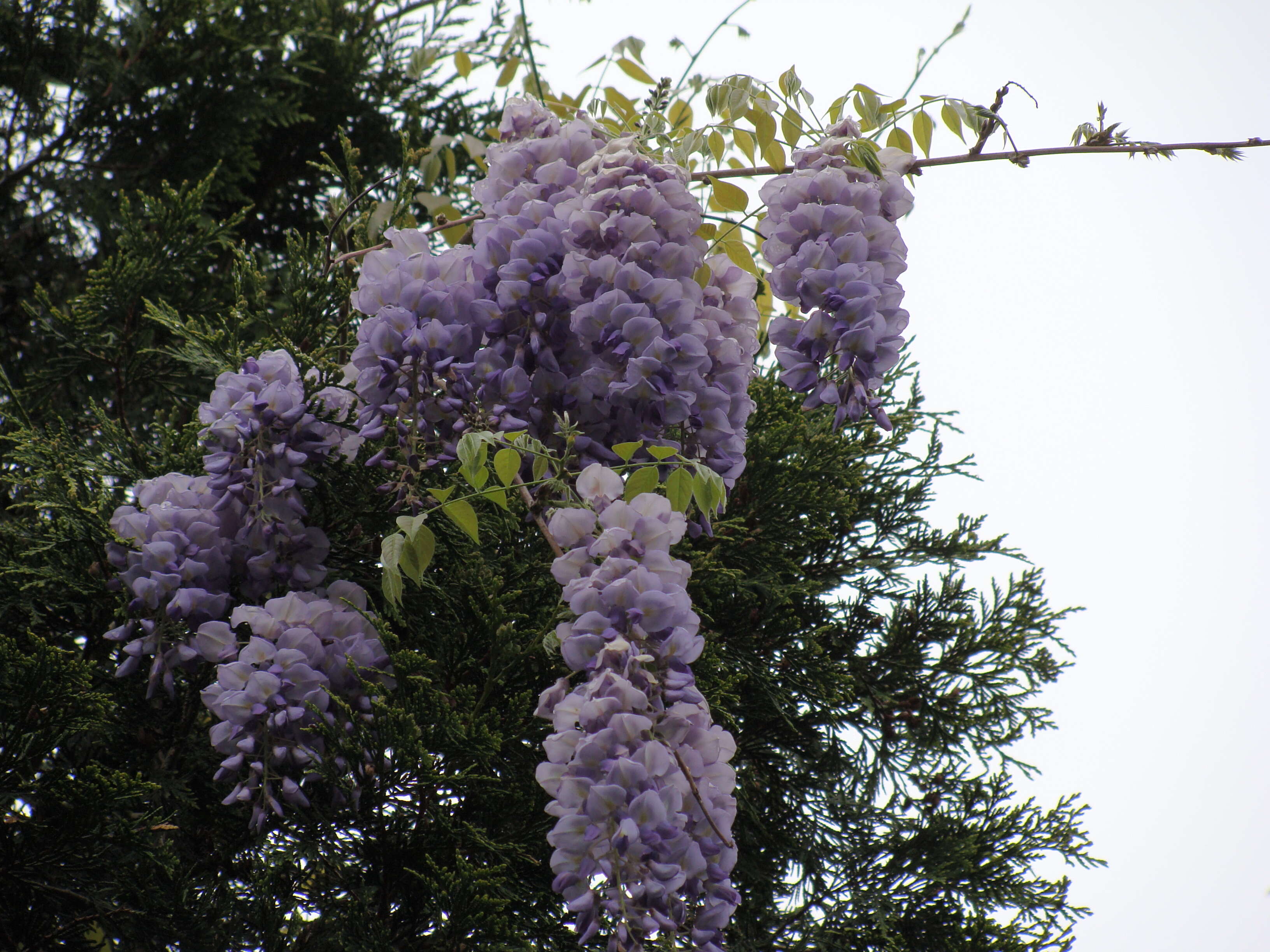 Image of American wisteria