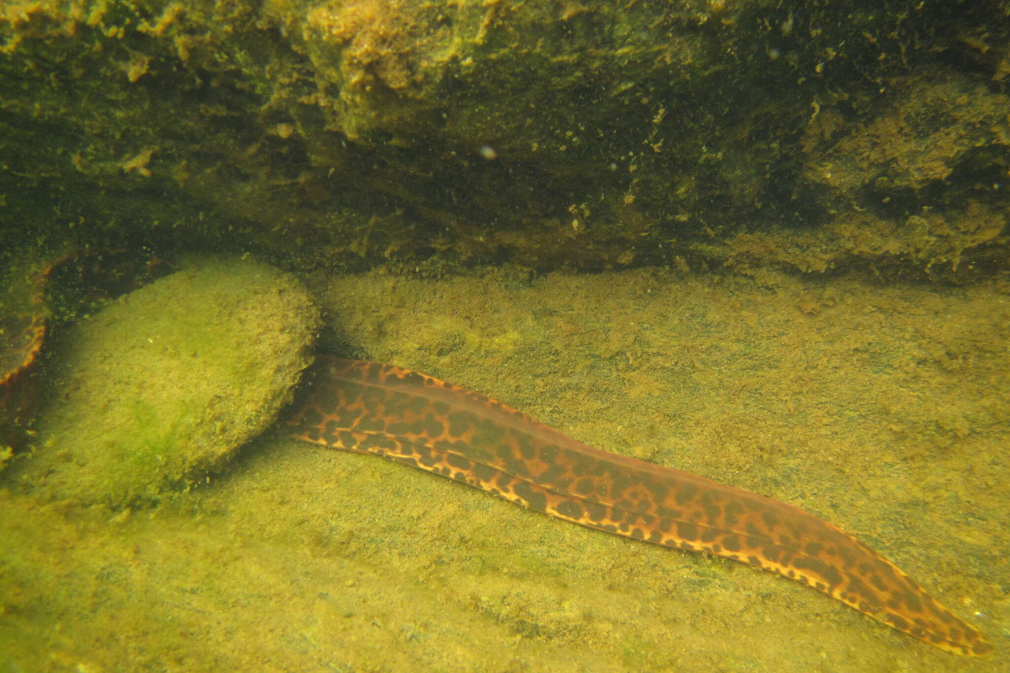 Image of Freshwater Moray