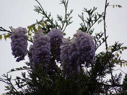 Image of American wisteria