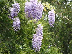 Image of American wisteria