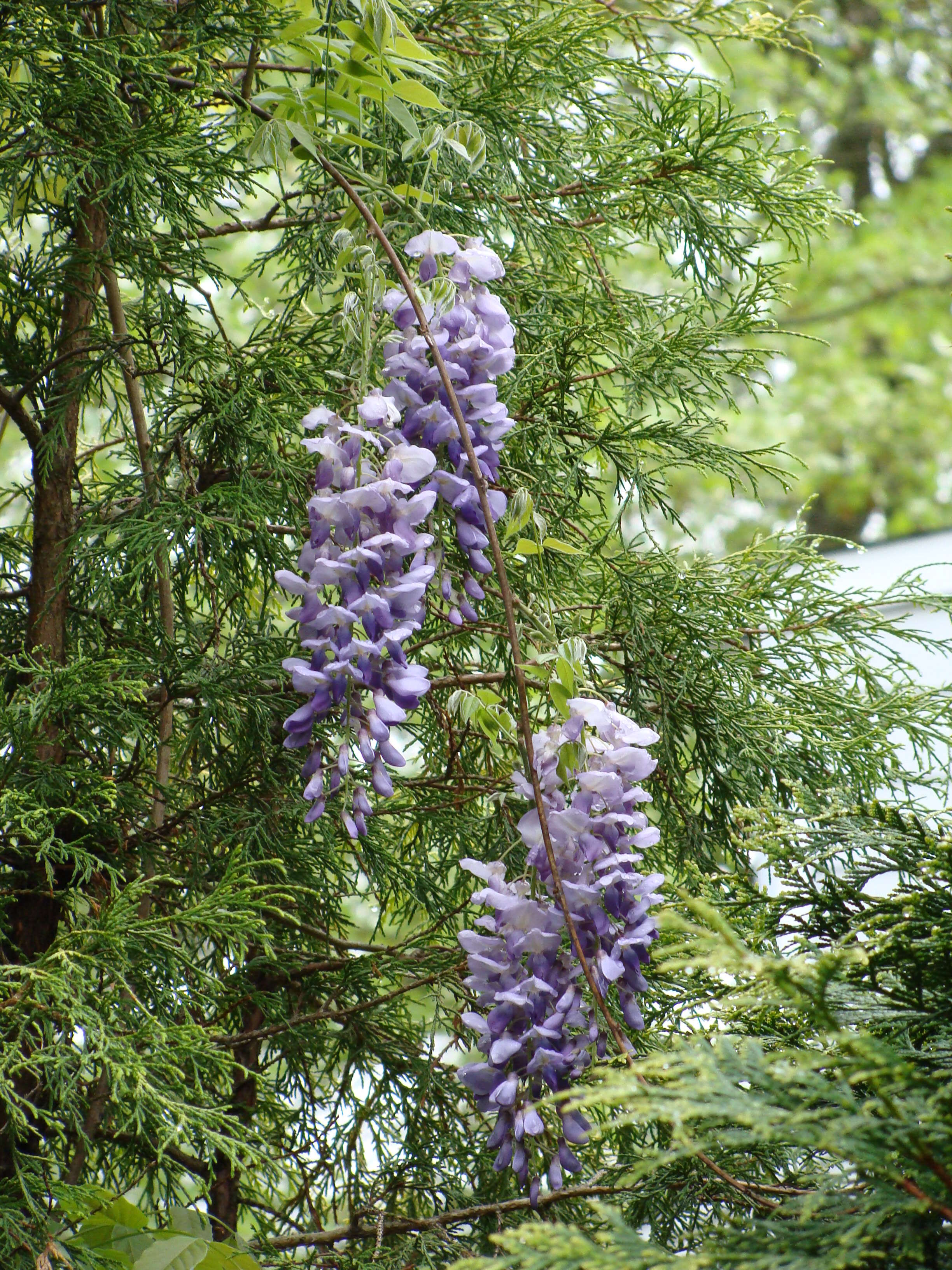 Image of American wisteria