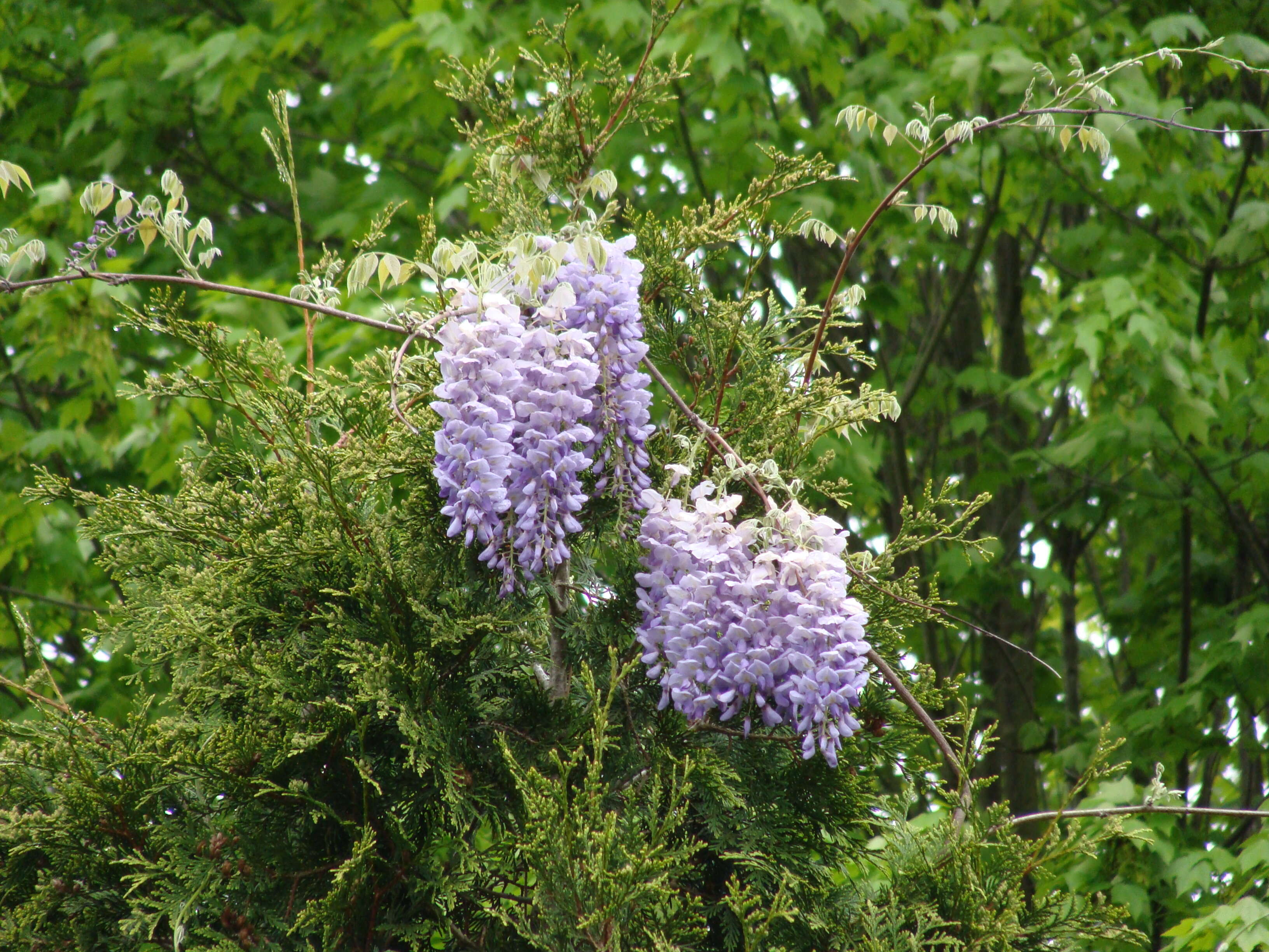 Image of American wisteria