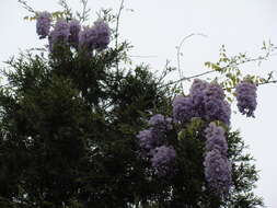 Image of American wisteria