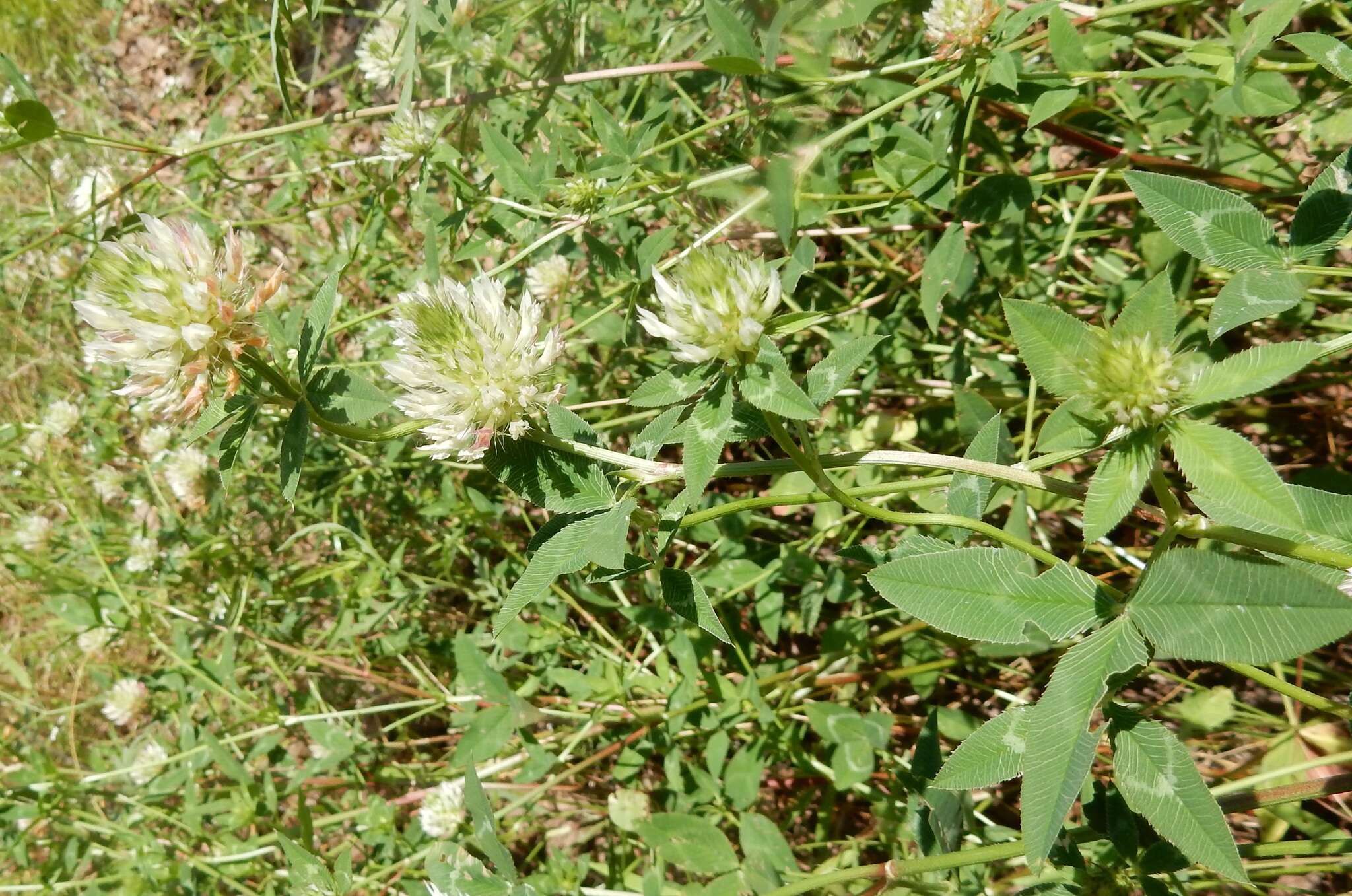 Image of arrowleaf clover