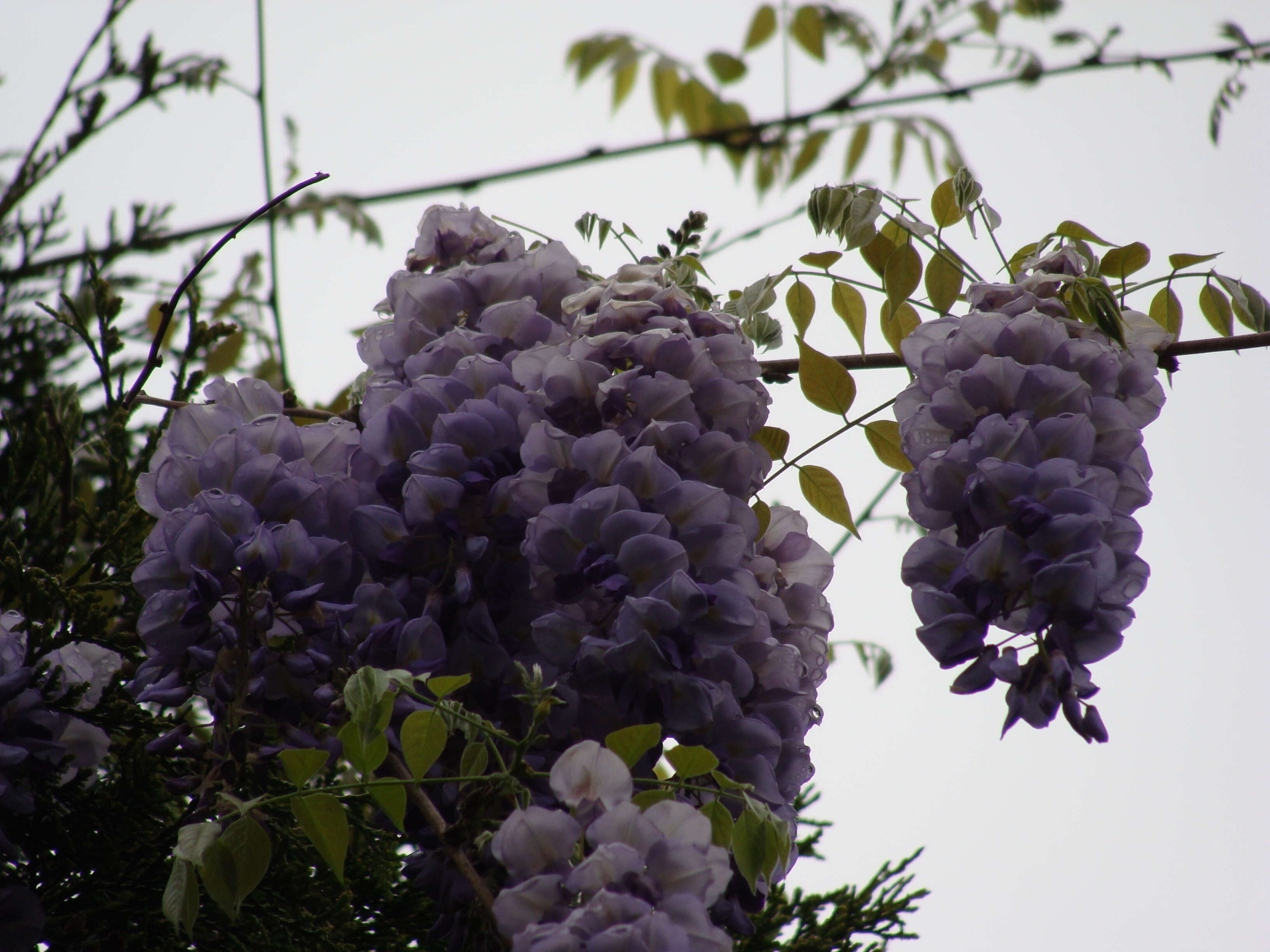 Image of American wisteria