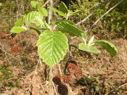 Image of Green Alder