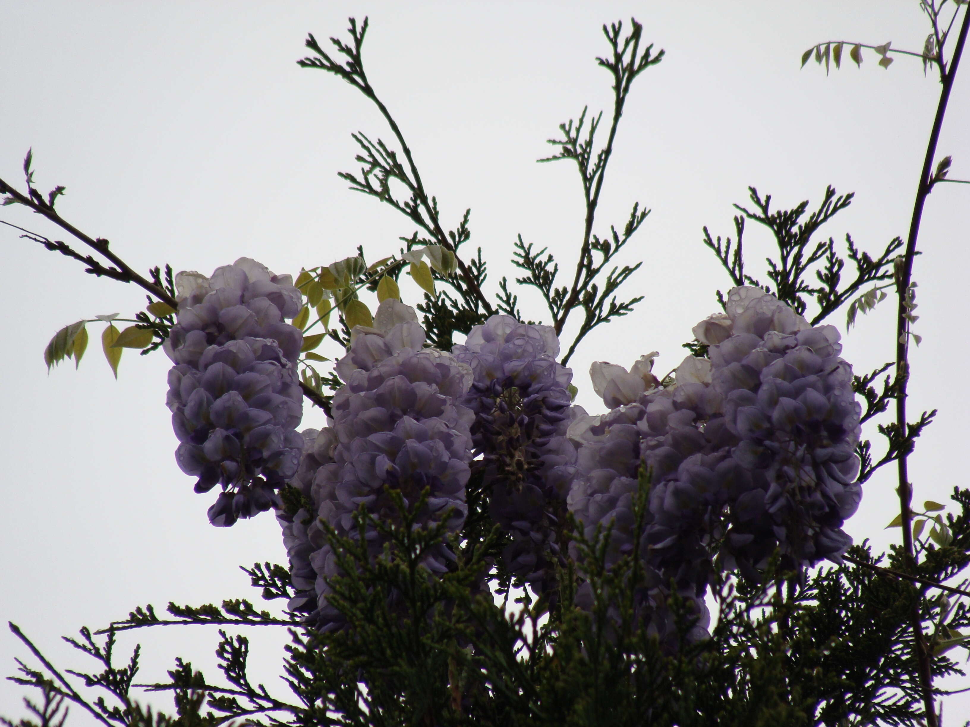 Image of American wisteria