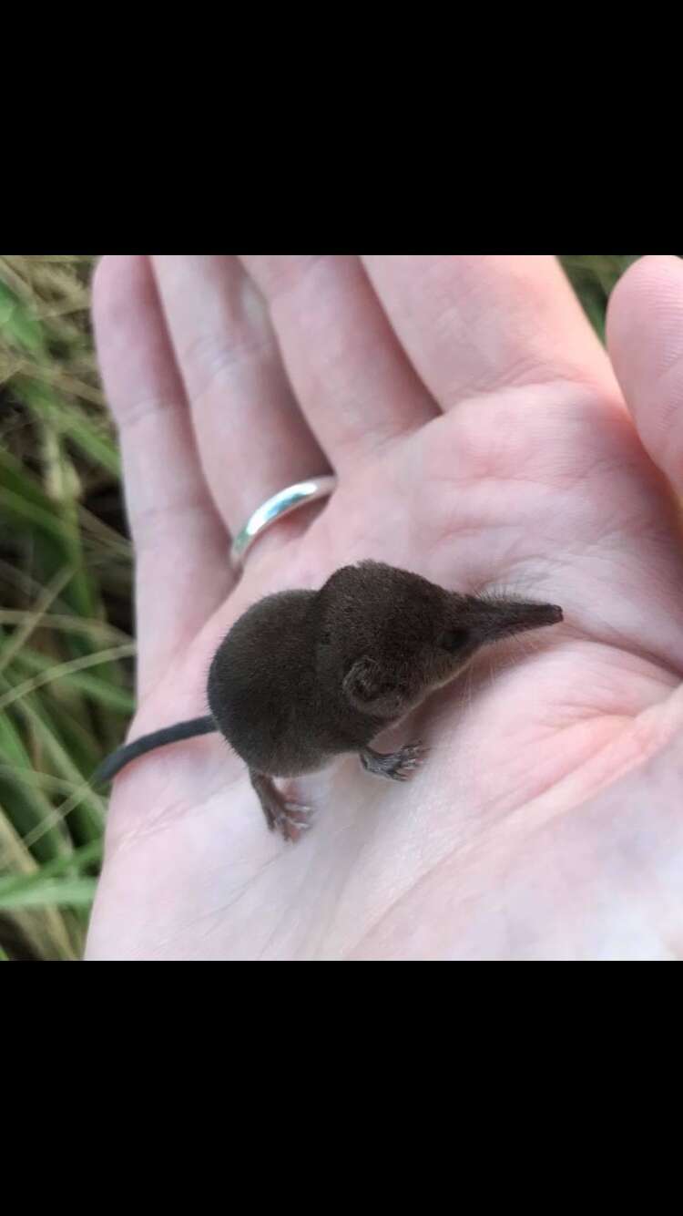 Image of pygmy shrew, lesser shrew