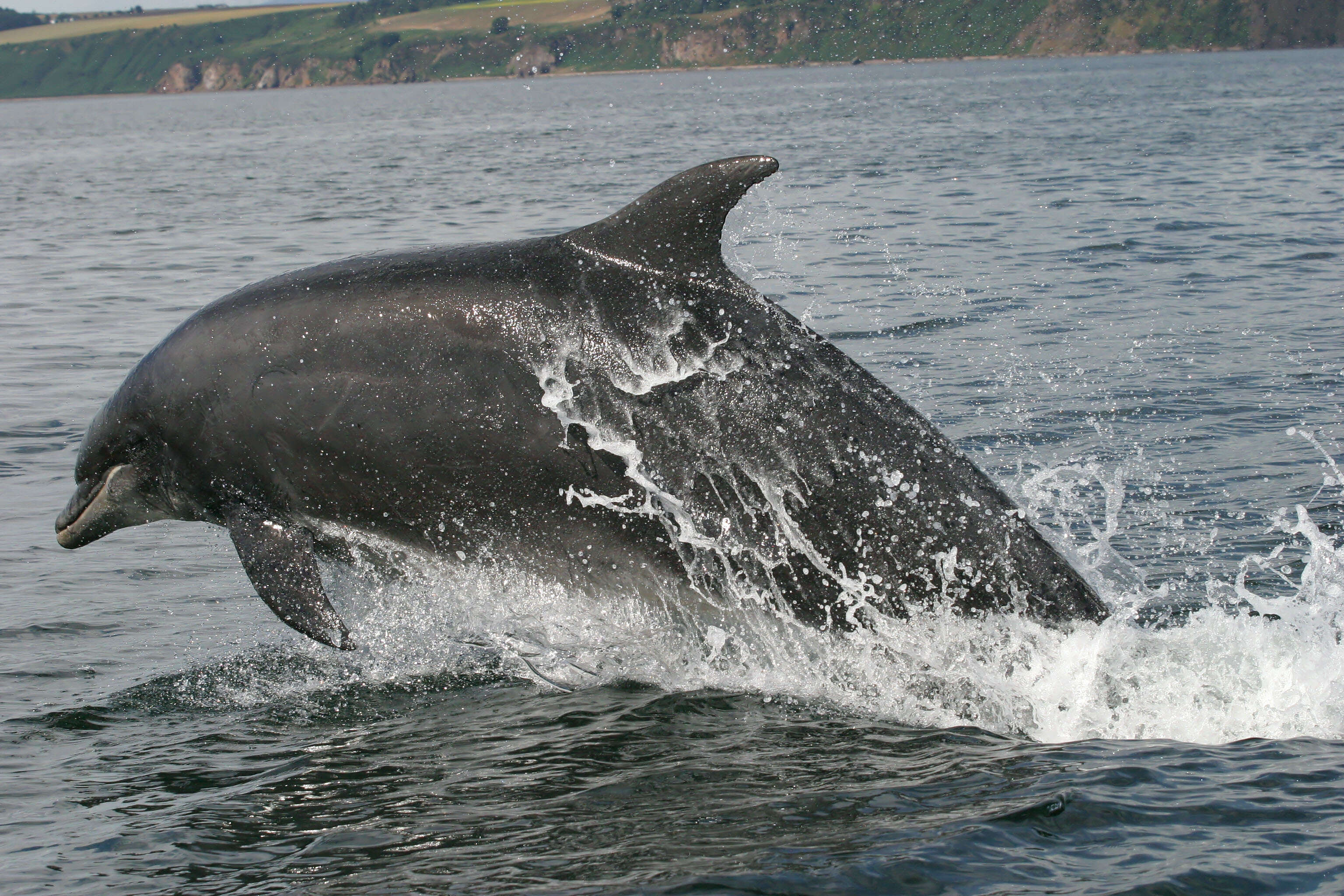 Imagem de Tursiops Gervais 1855