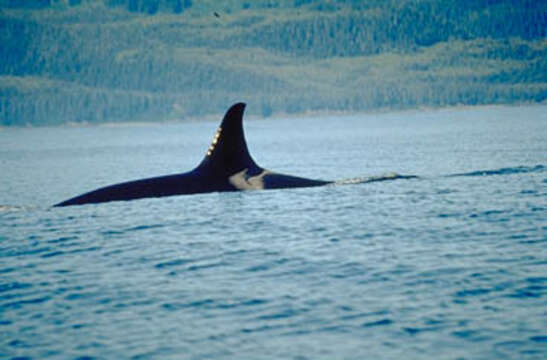 Image of killer whale