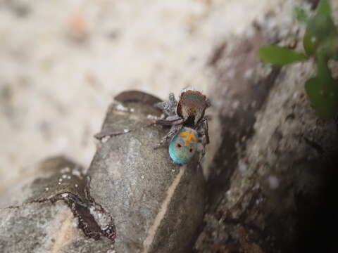 Image of Maratus vultus Otto & Hill 2016