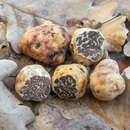 Image of bianchetto truffle