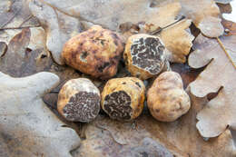 Image of bianchetto truffle