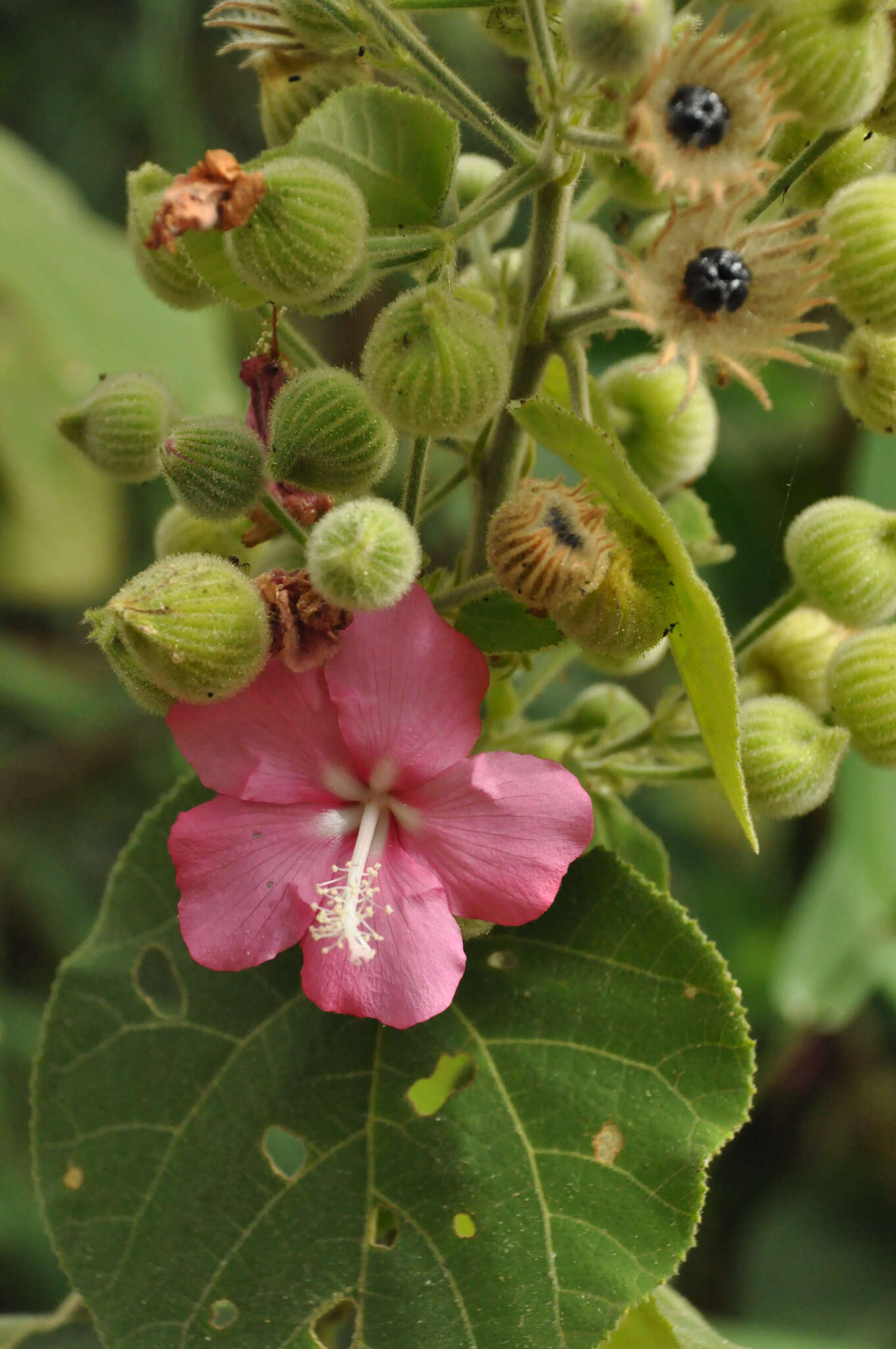 Image of Pavonia malacophylla (Link & Otto) Hemsl.